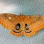 Polyphemus Moth (female)