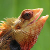Common garden Lizard