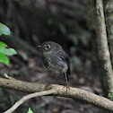 NZ Robin