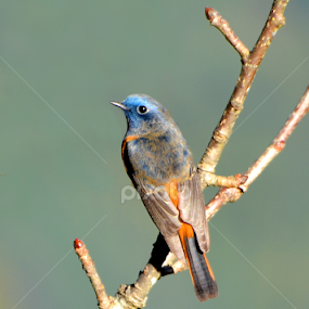 Blue Capped Rock Thrush by Saurav Chakraborty - Animals Birds