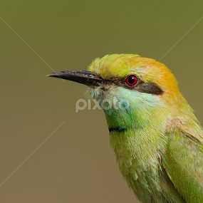 Green Bee Eater .. by Kulesh Boruah - Animals Birds