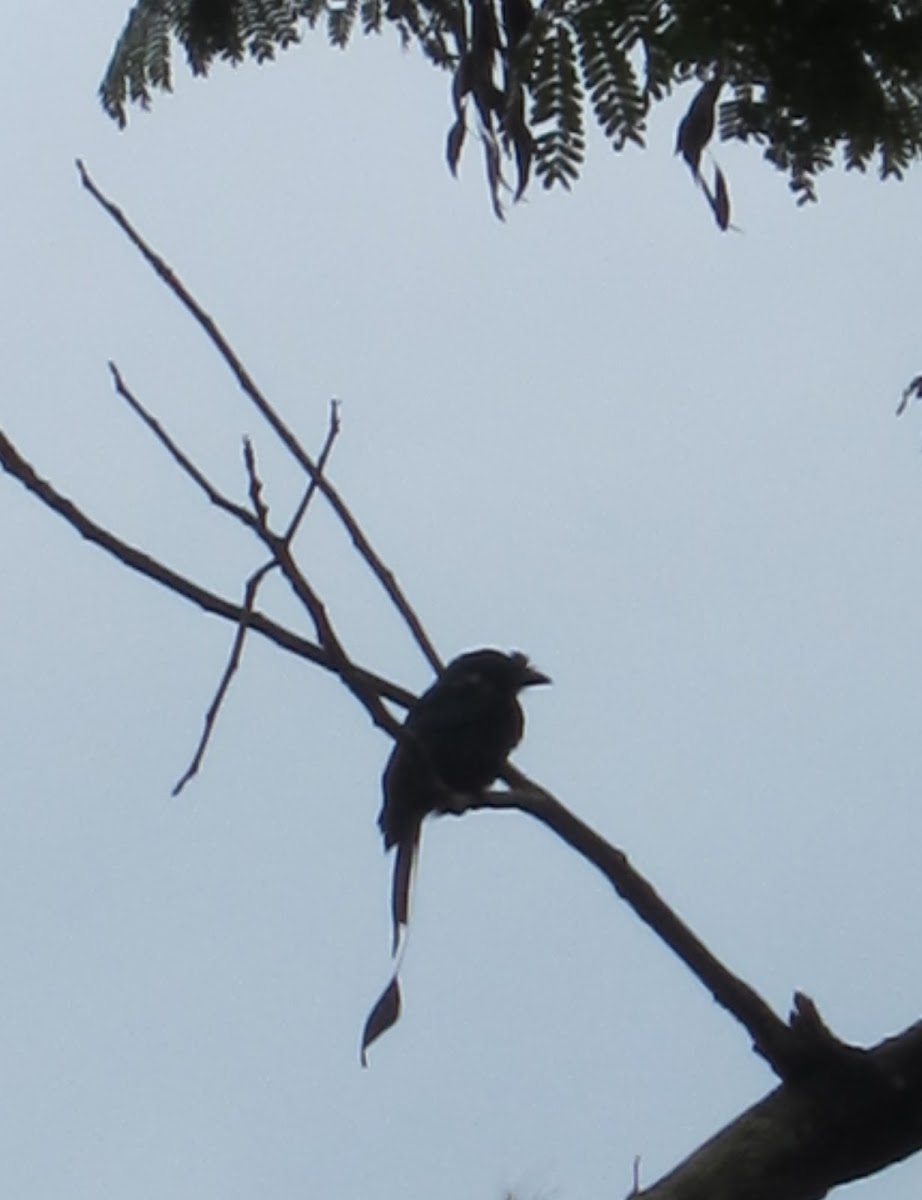 Greater Racket Tailed Drongo