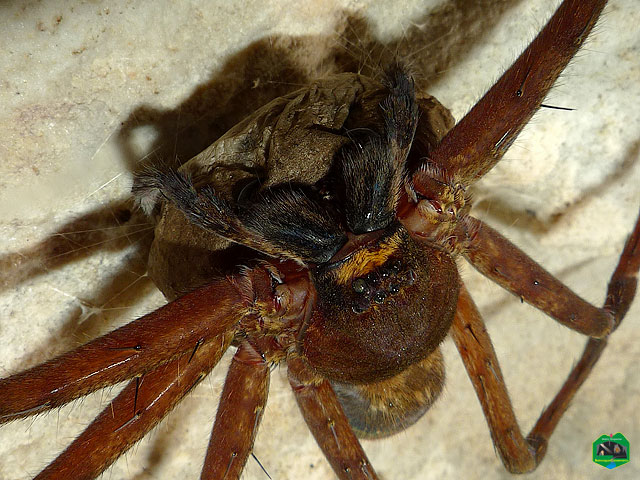 Huntsman spider (mom)