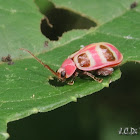 Pink Leaf beetle