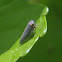 Constricted Leafhopper