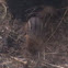 Eastern Chipmunk