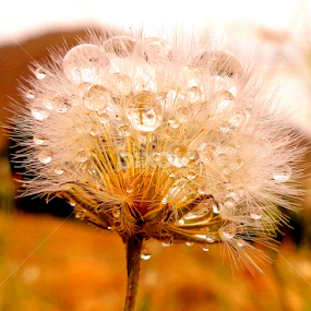 by Adnan Mirani - Nature Up Close Other plants