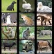 Baby Zoo Free