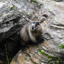 Hoary marmot