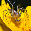 Linx Spider