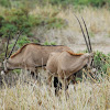 Oryx - Beisa Oryx - Swahili Choroa