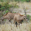 Oryx - Beisa Oryx - Swahili Choroa