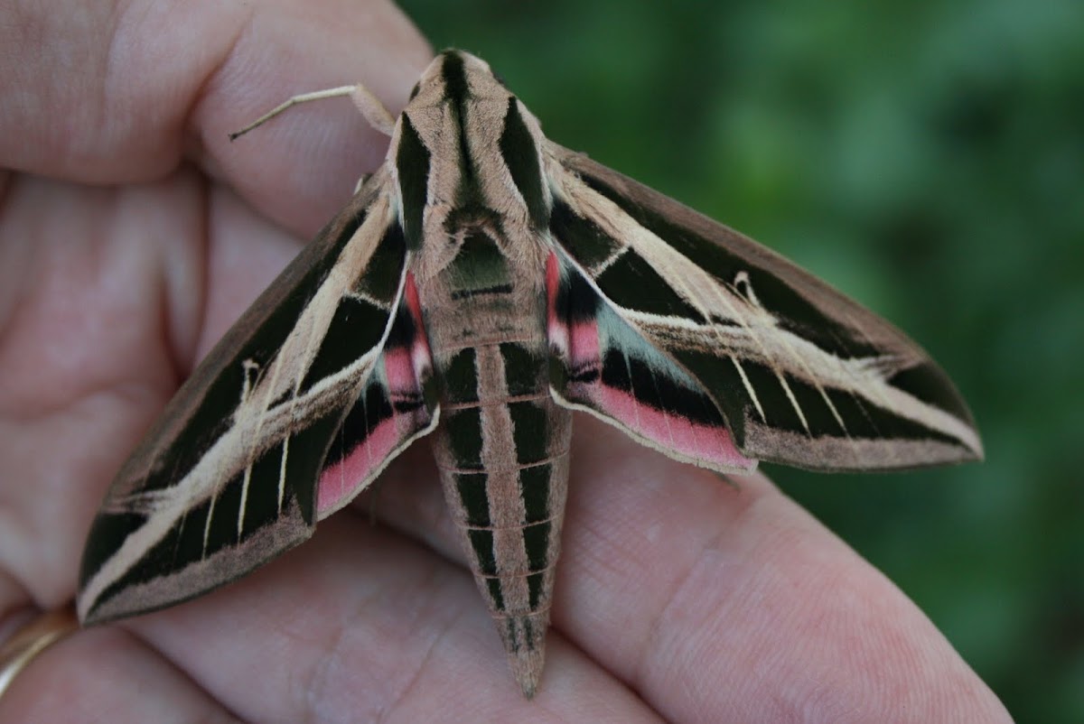 Banded Sphinx Moth 