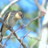(Myrtle) Yellow-rumped Warber