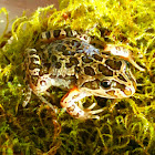 Spotted marsh frog