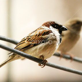 by Evan Ahmed - Animals Birds