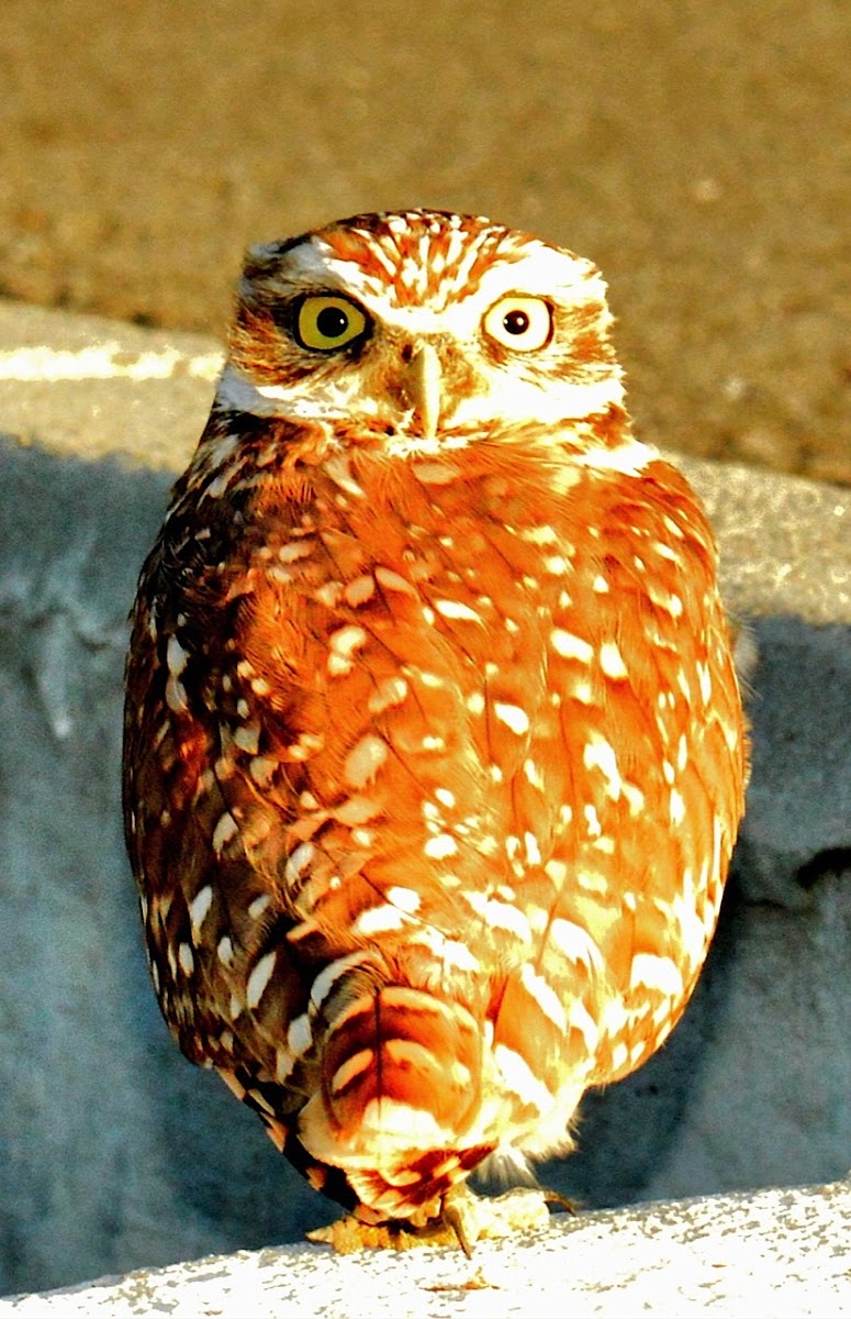 Burrowing Owl Project Noah