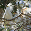 Snowy Egret (nestling)