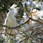 Snowy Egret (nestling)