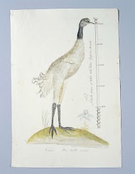 Dromaius novaehollandiae (Emoe)