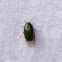 Kerewai (Manuka Beetle)