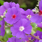 Melastomatacea flower