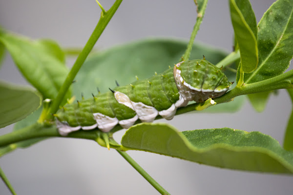 Orchard Swallowtail Butterfly Caterpillar Project Noah