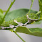 Orchard Swallowtail Butterfly caterpillar