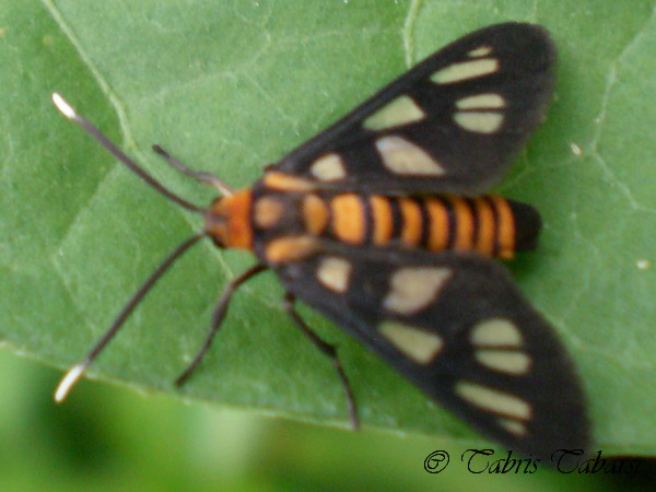 [G] Tiger moth