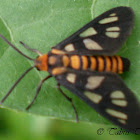 [G] Tiger moth