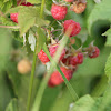 Raspberry / Bringebaer