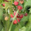 Raspberry / Bringebaer