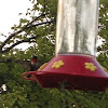 Ruby-Throated Hummingbird male
