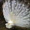 Weißer Pfau / White Indian Peacock