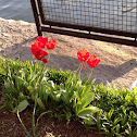 perennial red tulip