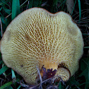 The underside of a brown capped-mushroom (1 of 2)