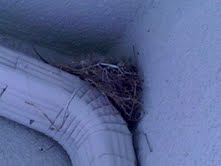 American Robin Nest