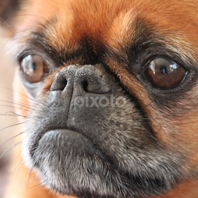 Griffon by Kirsten Gamby - Animals - Dogs Portraits