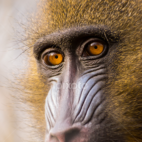 Hope by Romeo Pogacean - Animals Other Mammals