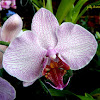 Phalaenopsis Orchid Hybrid