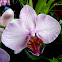 Phalaenopsis Orchid Hybrid