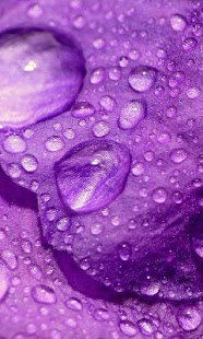 Petals live wallpaper Screenshots 7