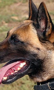 How to install Belgian Malinois Jigsaw Puzzle patch 1.0 apk for laptop