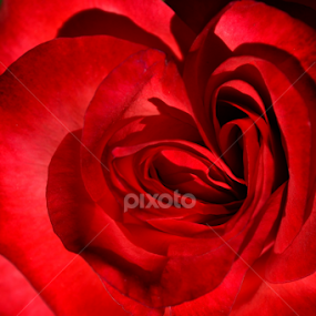 token of love by Neha Neekhra - Flowers Single Flower