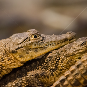 nile croc by Mina Jaguar - Animals Reptiles