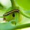 Yellowstriped Army Worm