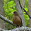 Clay-colored Thrush