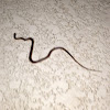 Pine Woods Litter Snake