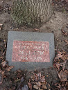 Christopher Dawidczik Memorial Tree
