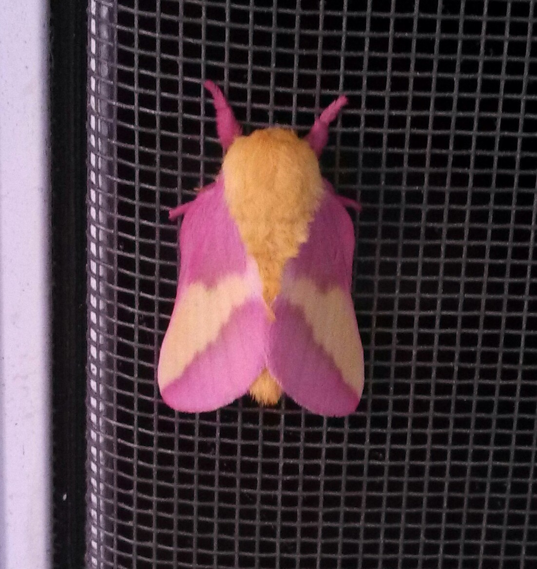 Rosy Maple Moth